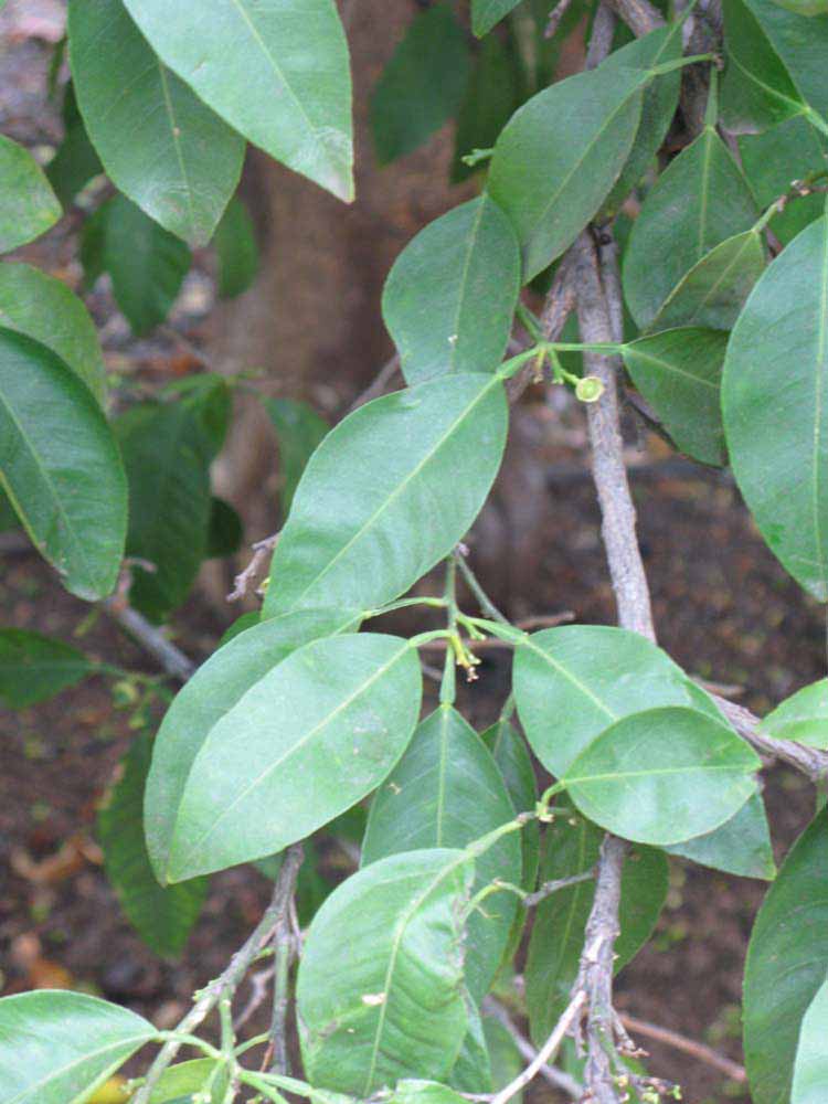              Shade leaves (Riverside, CA)       